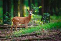 Roe Deer Buck